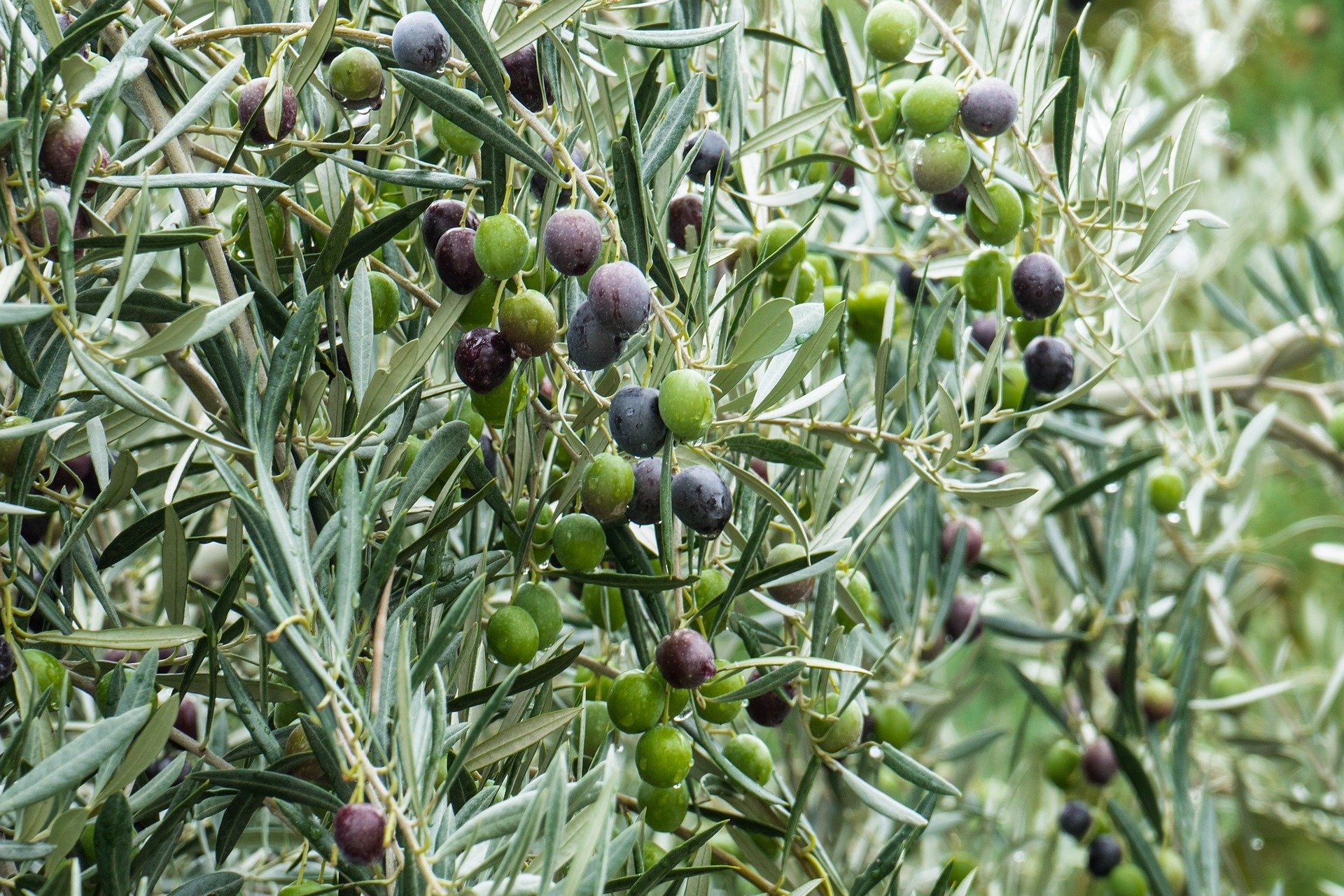 Apadrina tu olivo. Autor (Marketing Extremadura)